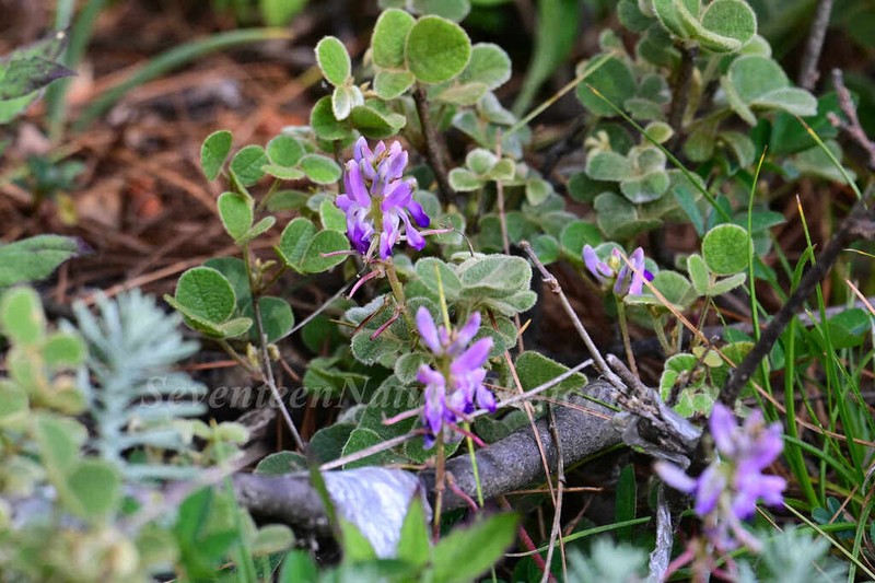 Indigofera bracteata
