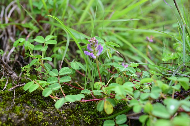 Indigofera bracteata photo 2