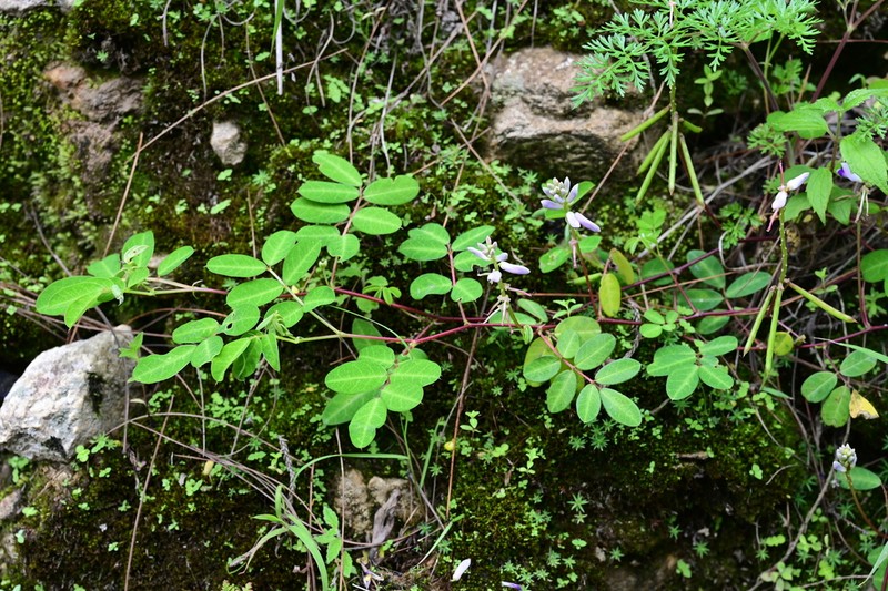 Indigofera bracteata photo 3