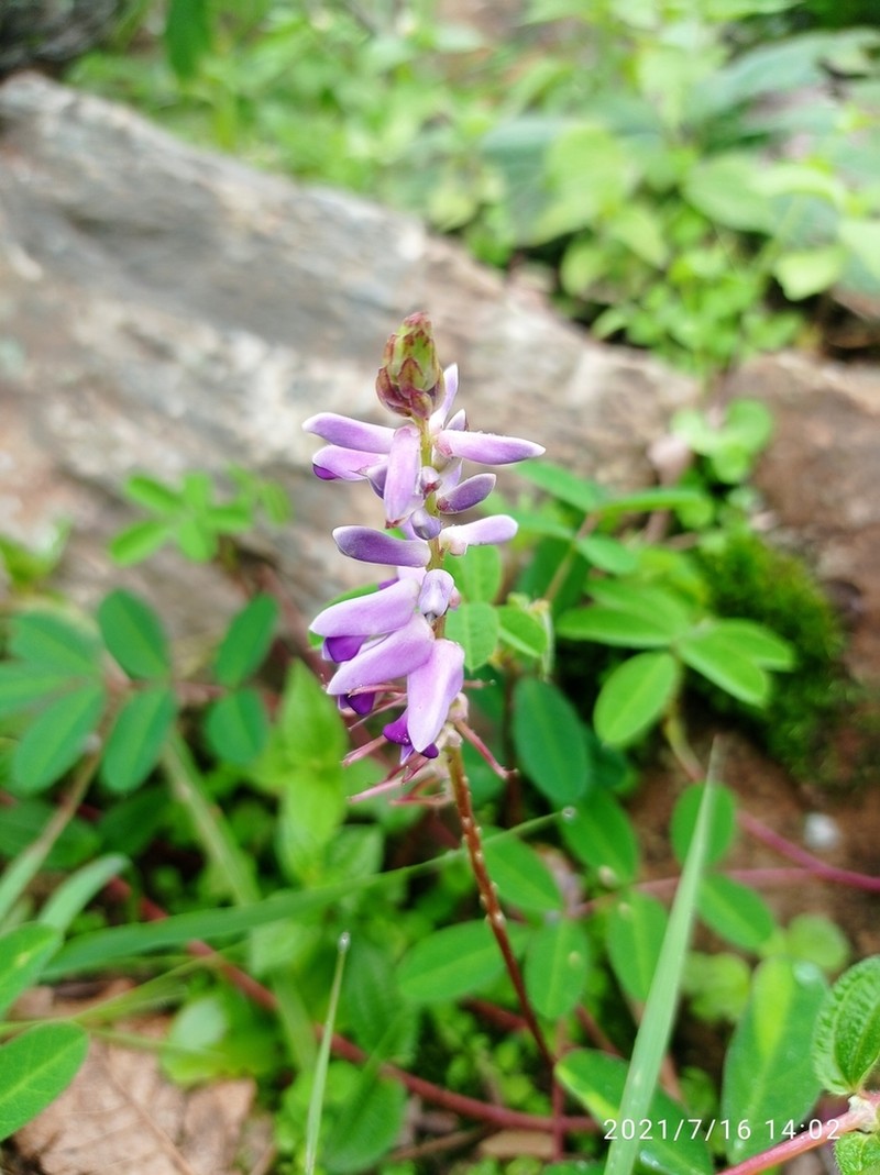 Indigofera bracteata photo 4