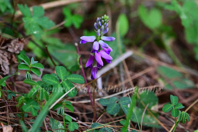 Indigofera bracteata photo 5