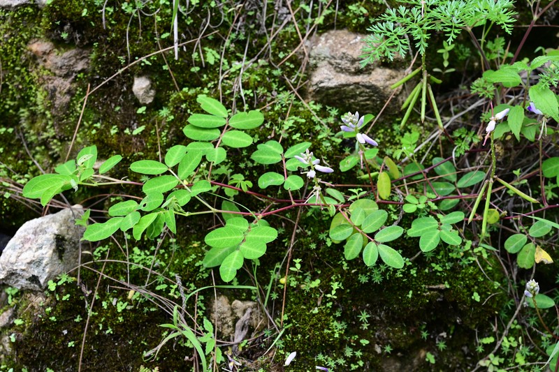 Indigofera bracteata photo 6