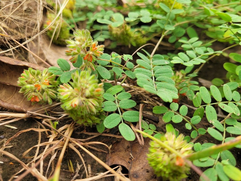 Indigofera bracteolata photo 4