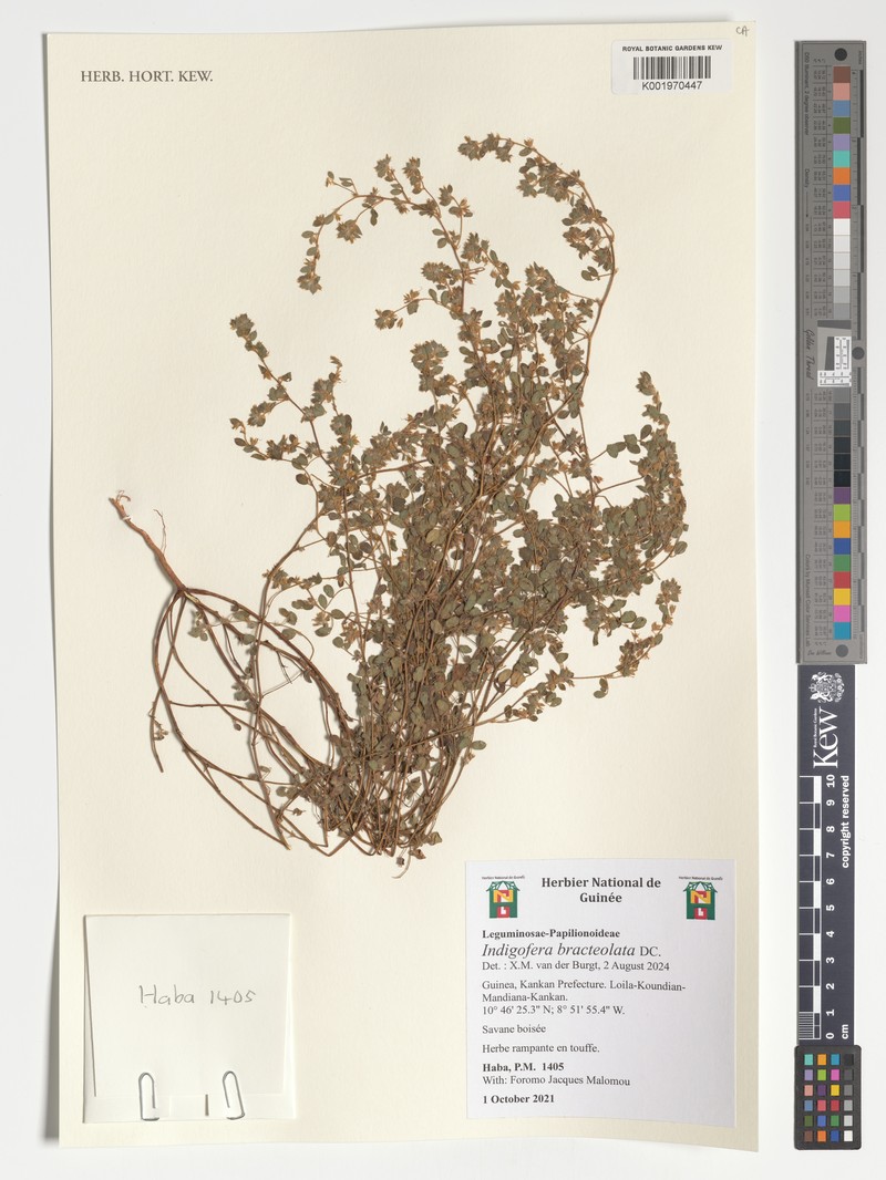 Indigofera bracteolata photo 5