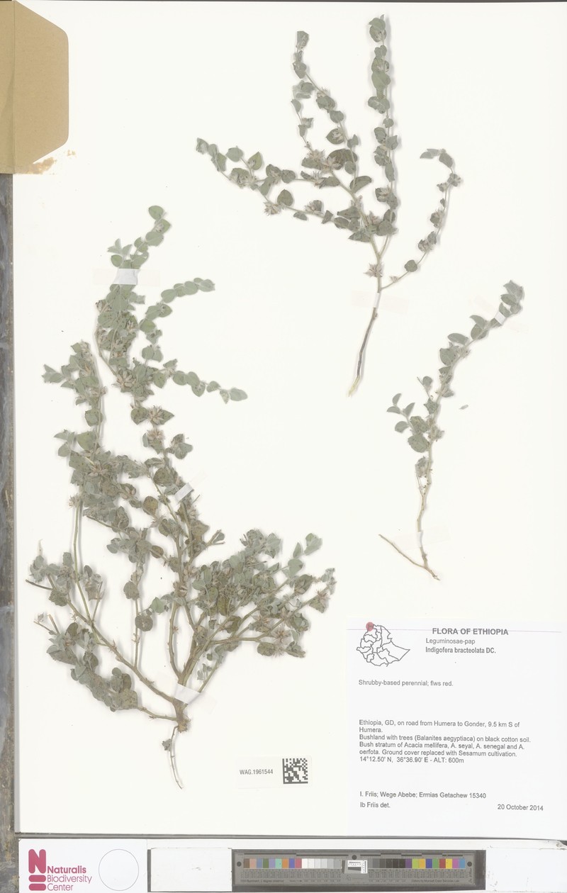 Indigofera bracteolata photo 6