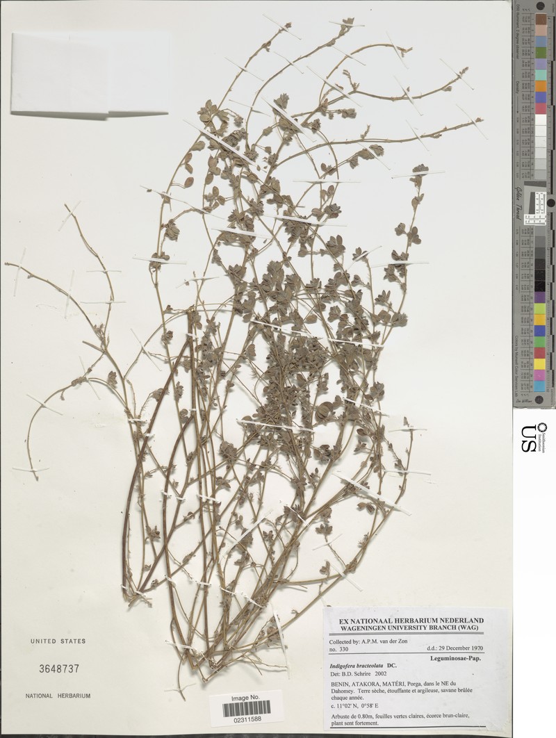 Indigofera bracteolata photo 8
