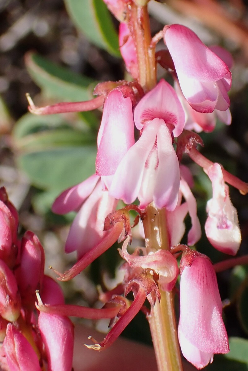 Indigofera brennanii