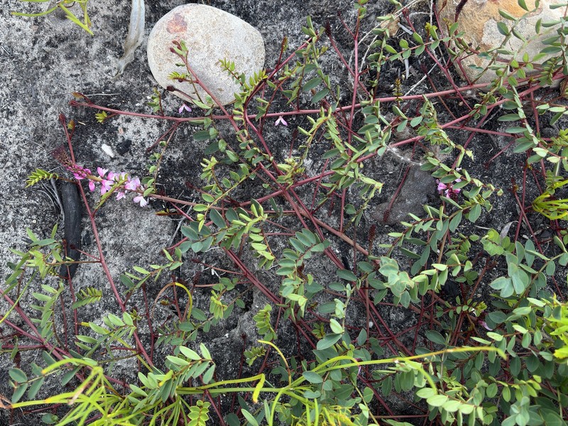 Indigofera brennanii photo 2