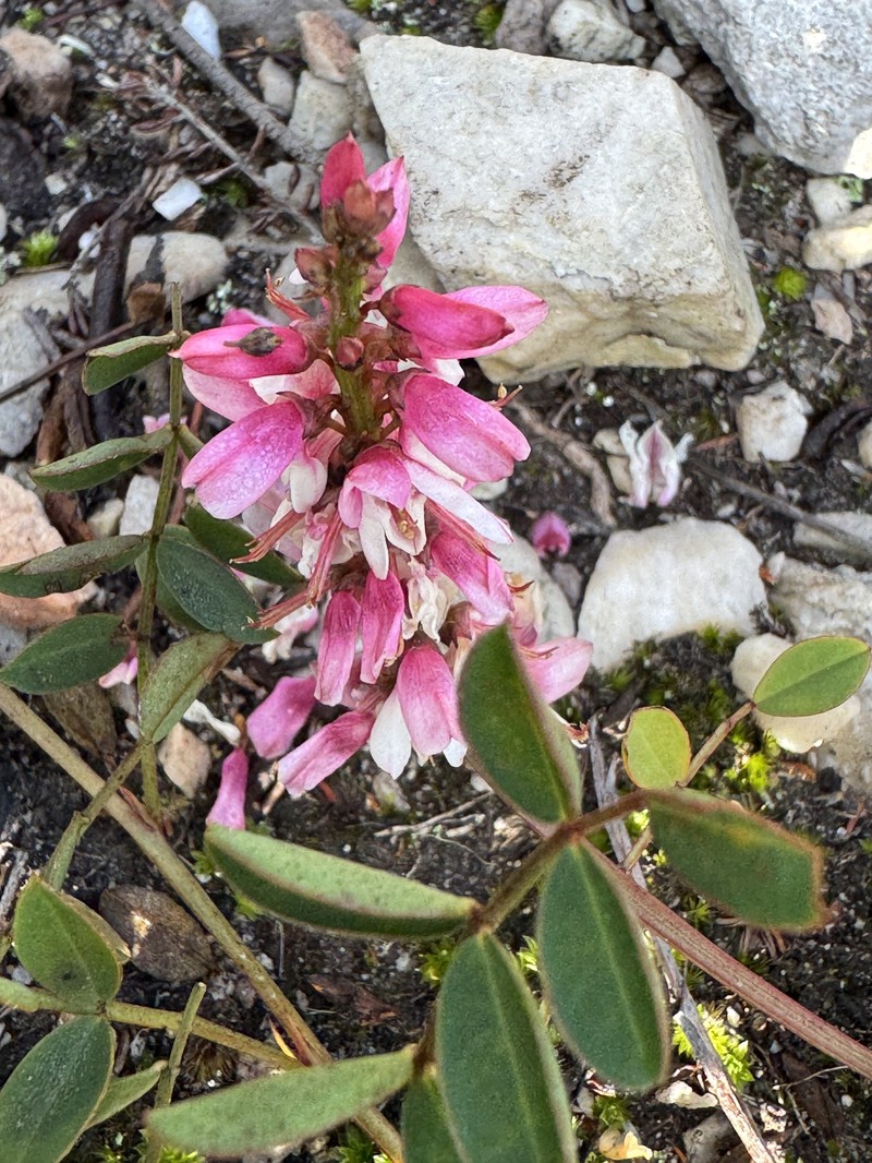 Indigofera brennanii photo 3