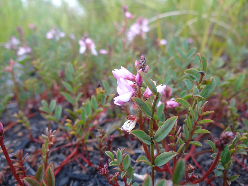 Indigofera brennanii photo 4