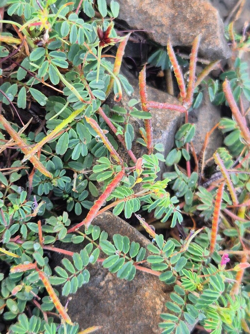 Indigofera brevicalyx