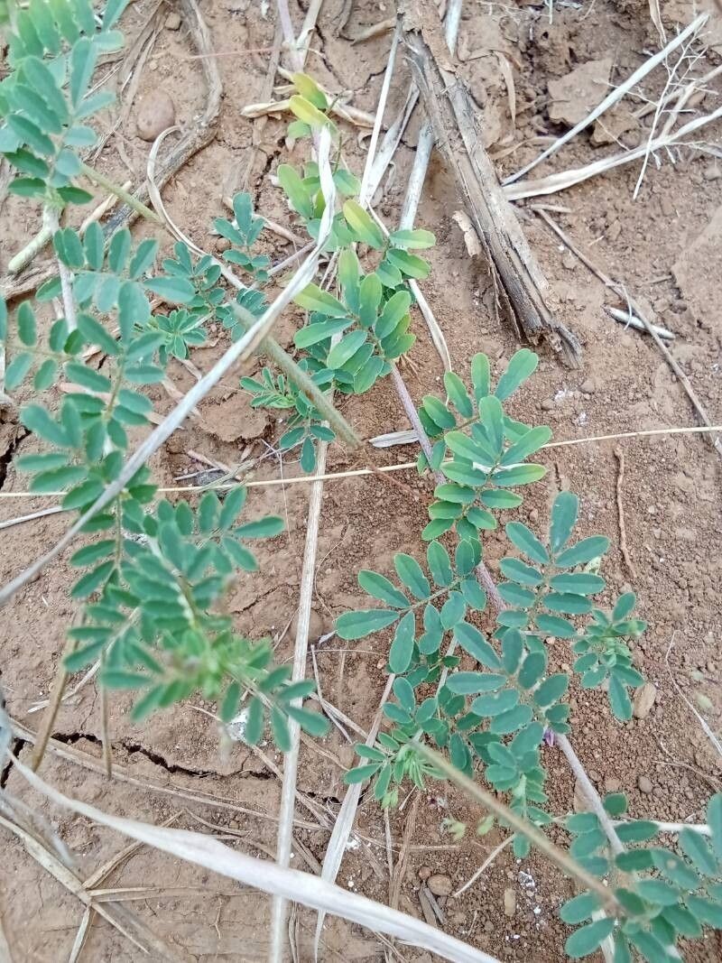 Indigofera brevicalyx photo 2