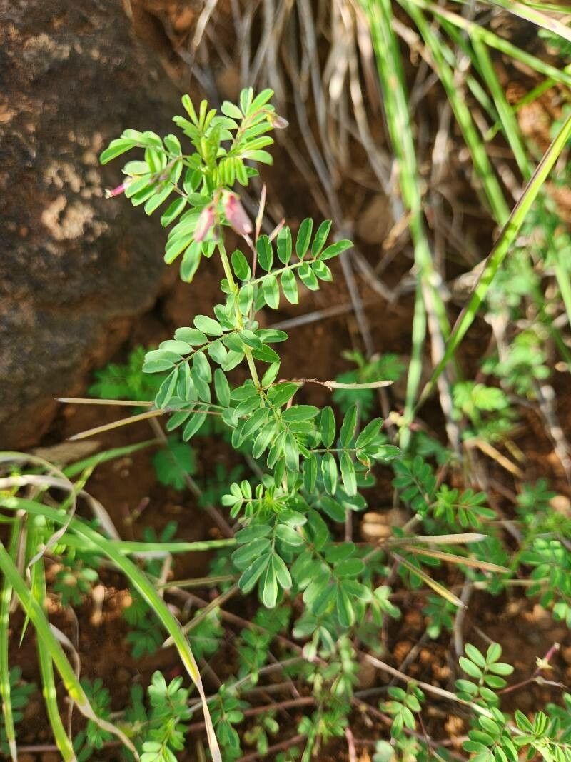 Indigofera brevicalyx photo 3