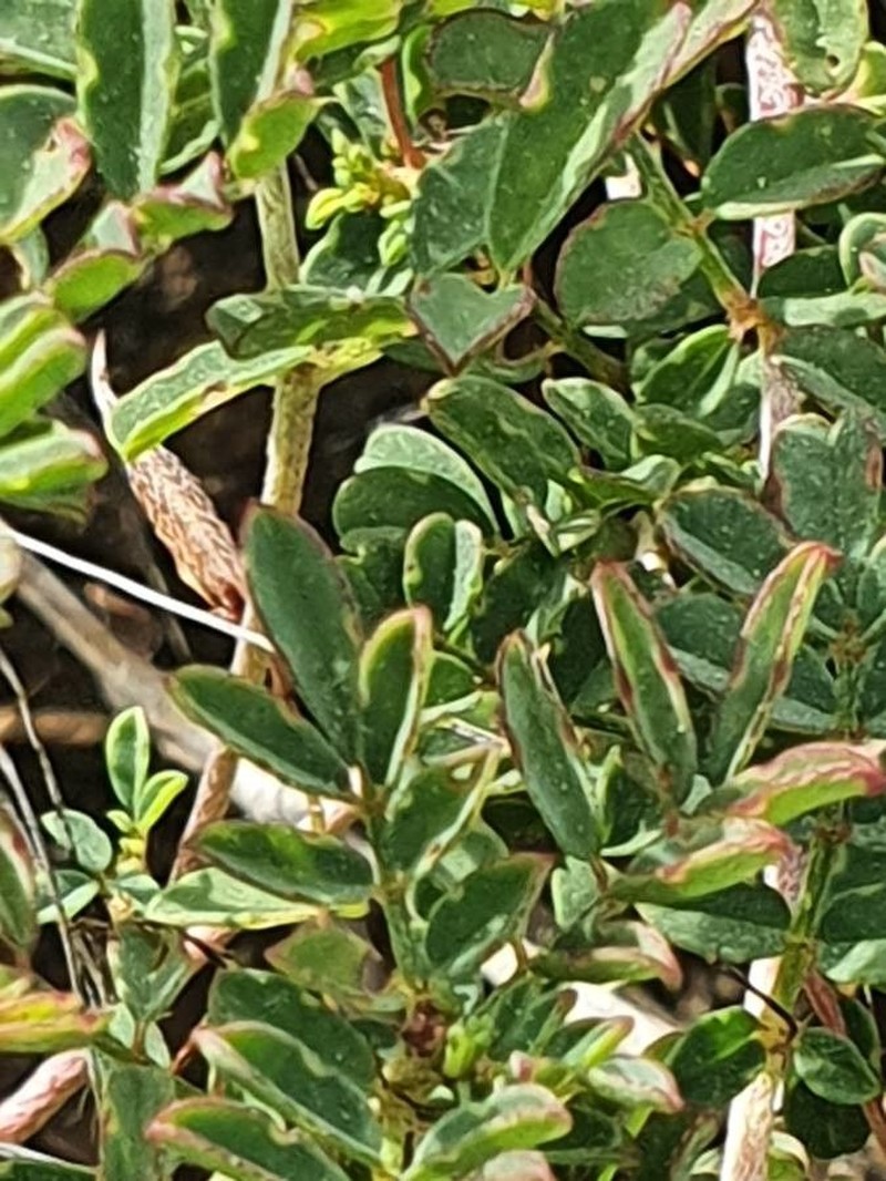 Indigofera brevicalyx photo 4