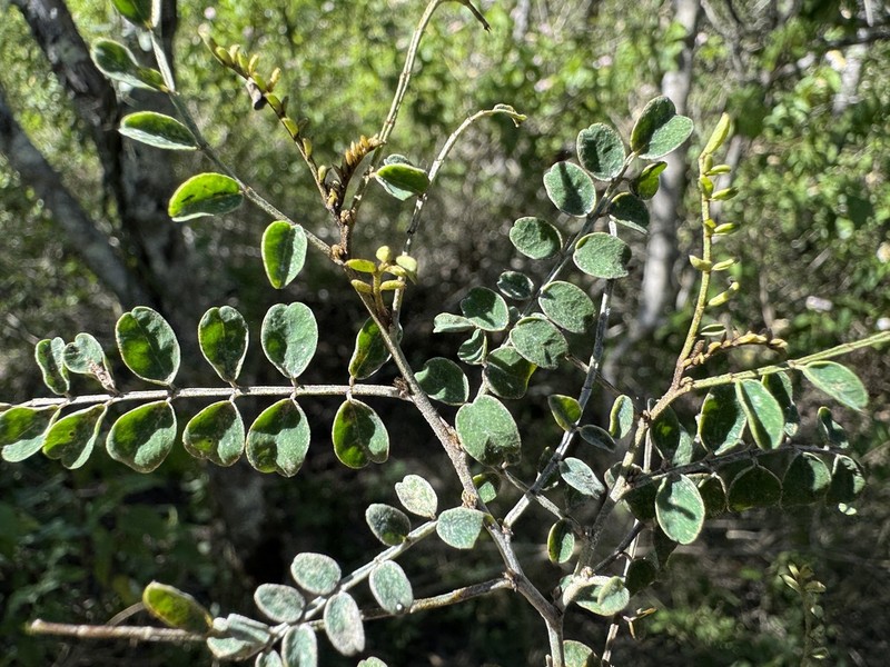 Indigofera brevidens photo 2
