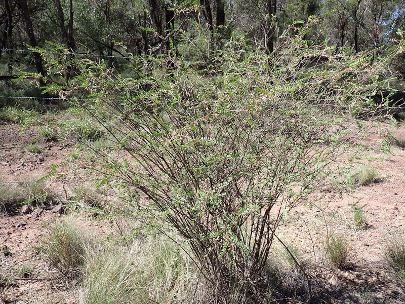Indigofera brevidens photo 3
