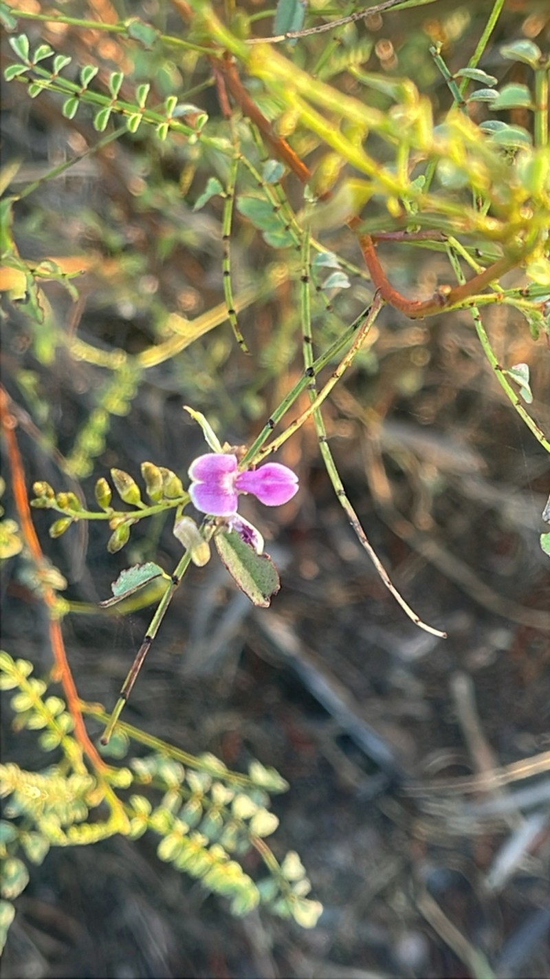 Indigofera brevidens photo 4