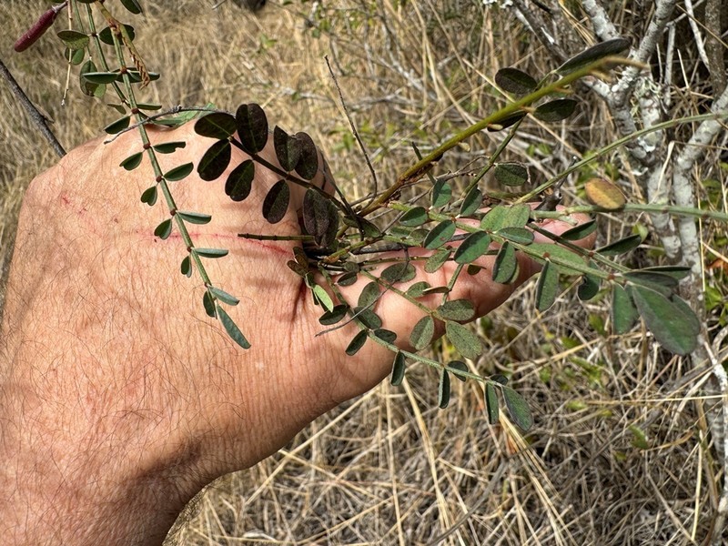 Indigofera brevidens photo 5