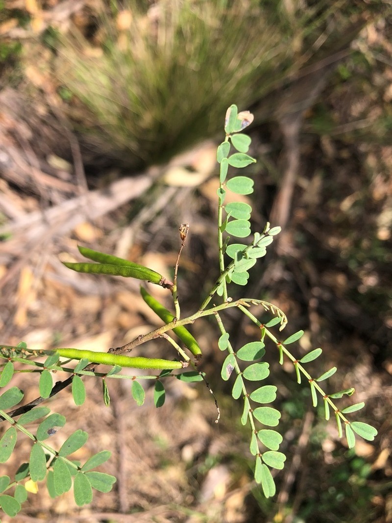 Indigofera brevidens photo 6