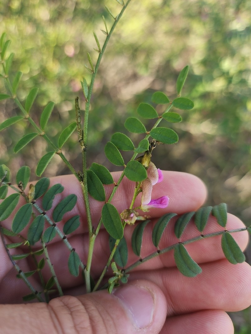 Indigofera brevidens photo 7