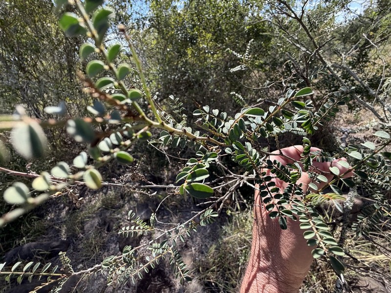 Indigofera brevidens photo 8