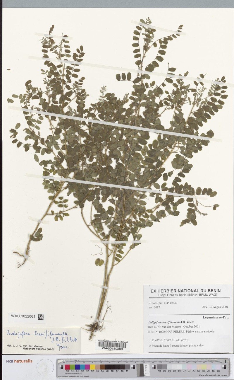 Indigofera brevifilamenta photo 2