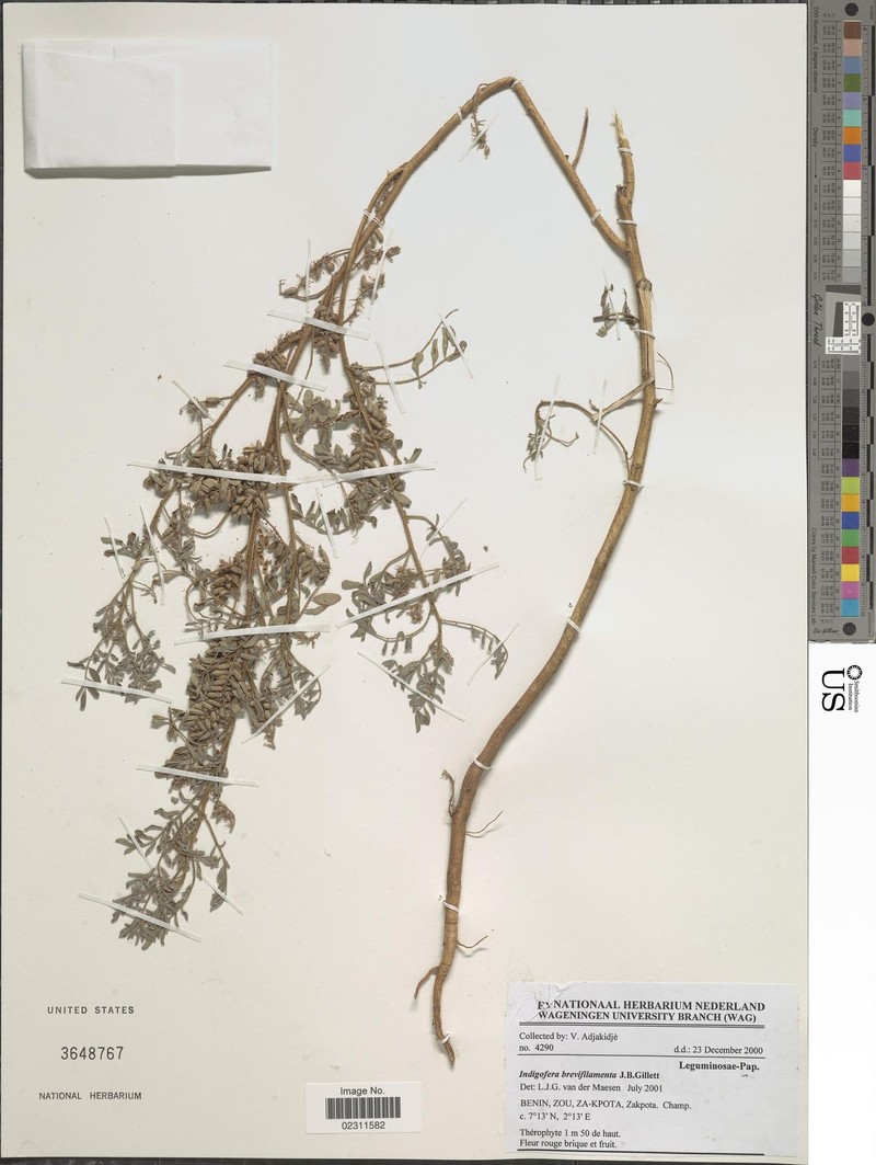 Indigofera brevifilamenta photo 3