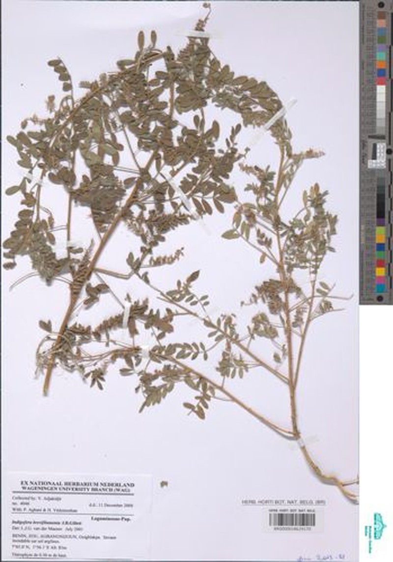 Indigofera brevifilamenta photo 4
