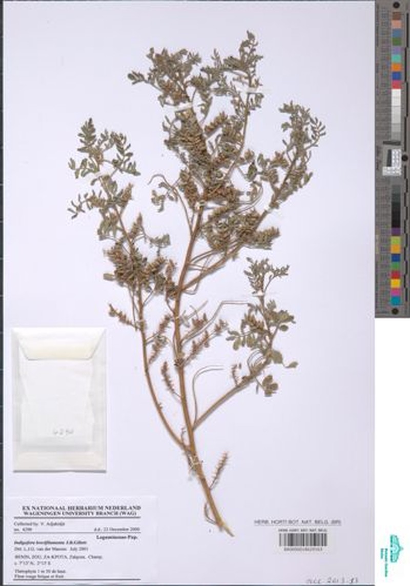Indigofera brevifilamenta photo 5
