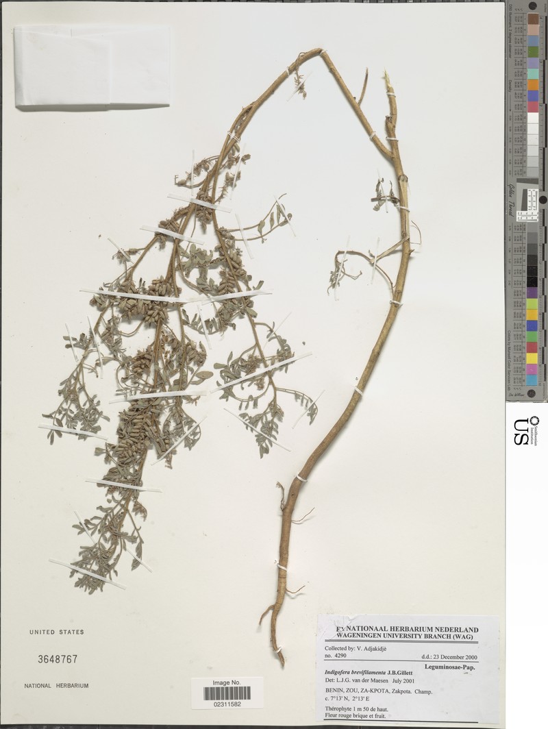 Indigofera brevifilamenta