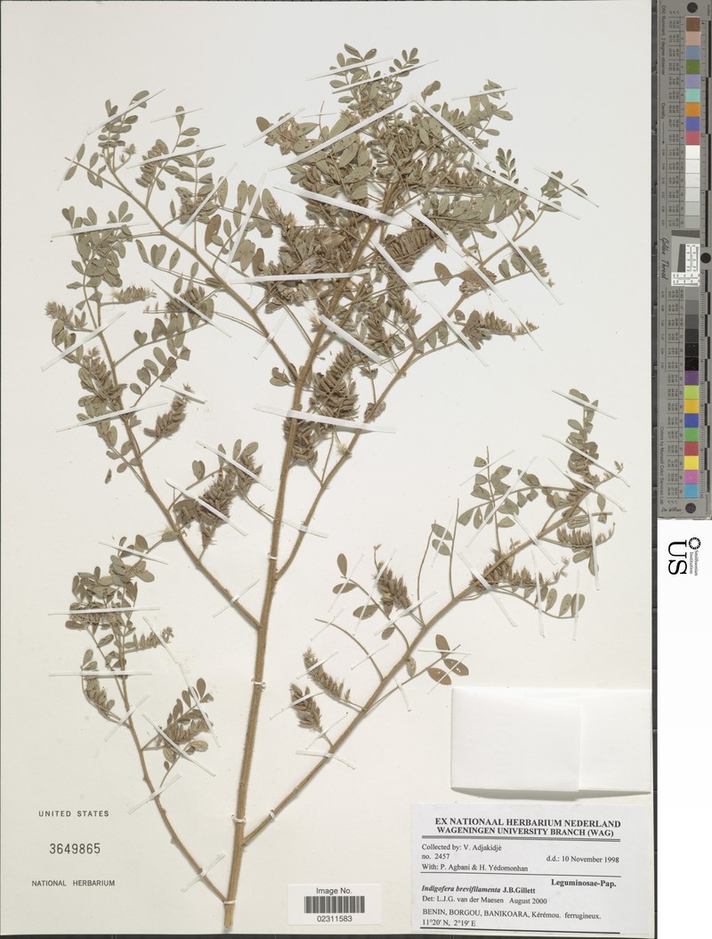 Indigofera brevifilamenta photo 6