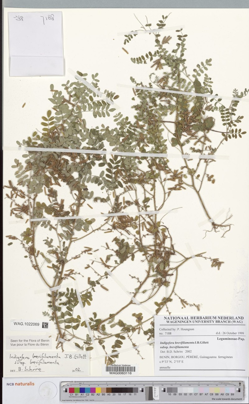 Indigofera brevifilamenta subsp. brevifilamenta