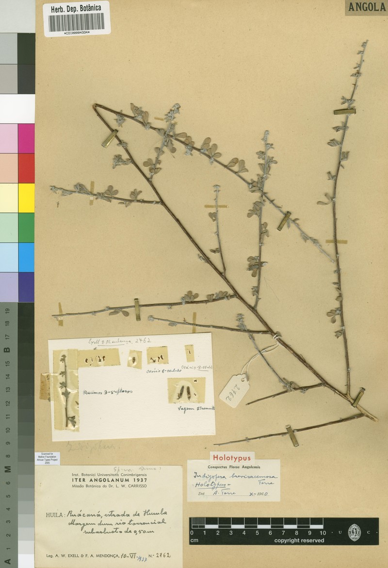 Indigofera breviracemosa