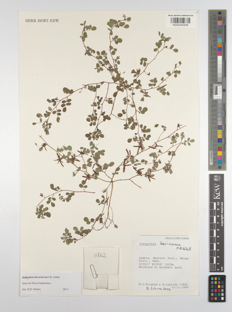 Indigofera breviviscosa