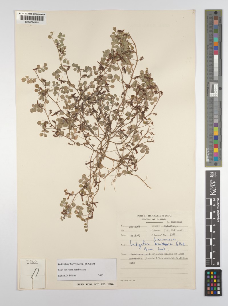 Indigofera breviviscosa photo 2