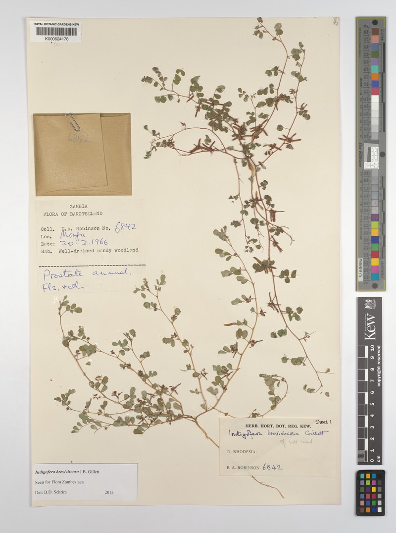 Indigofera breviviscosa photo 3