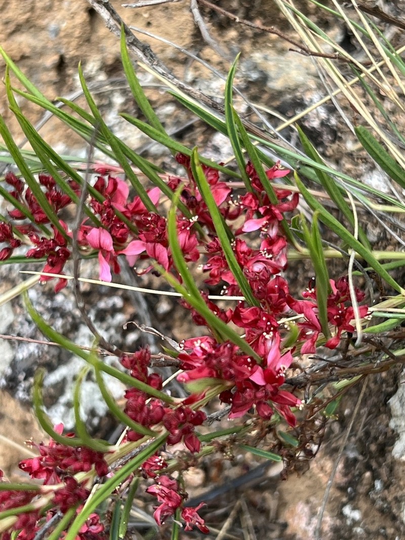 Indigofera buchananii