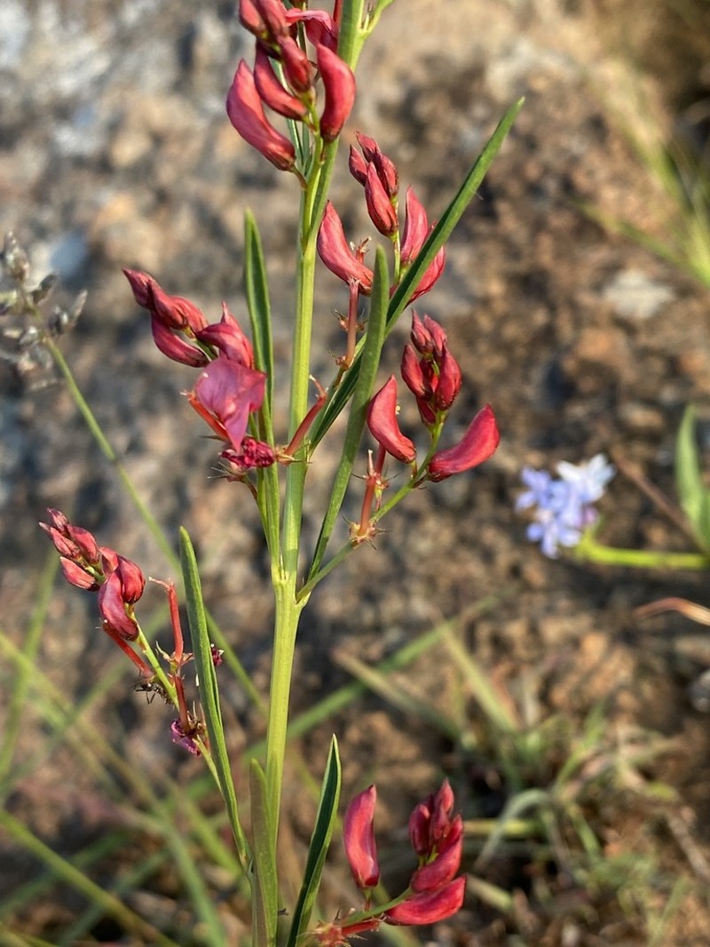 Indigofera buchananii photo 2