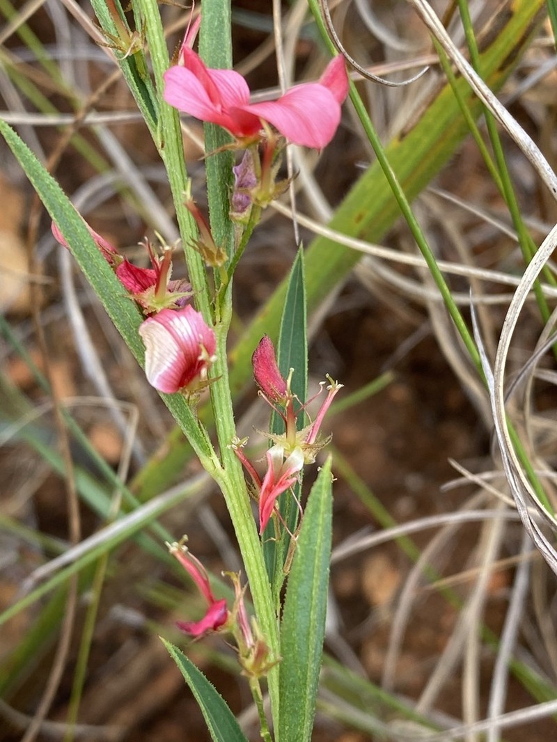 Indigofera buchananii photo 3