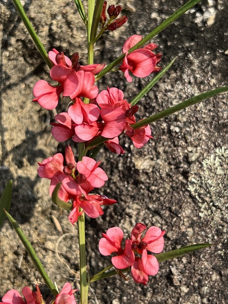 Indigofera buchananii photo 4