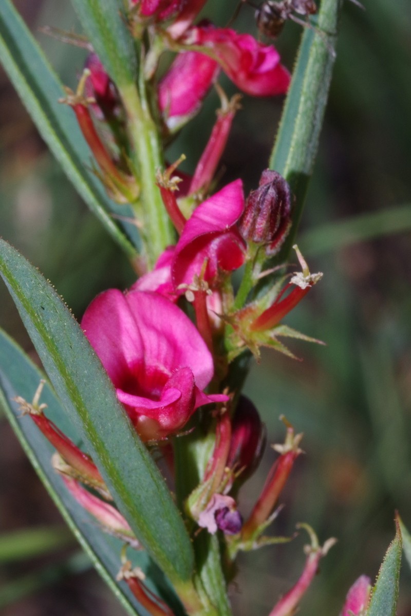 Indigofera buchananii photo 5