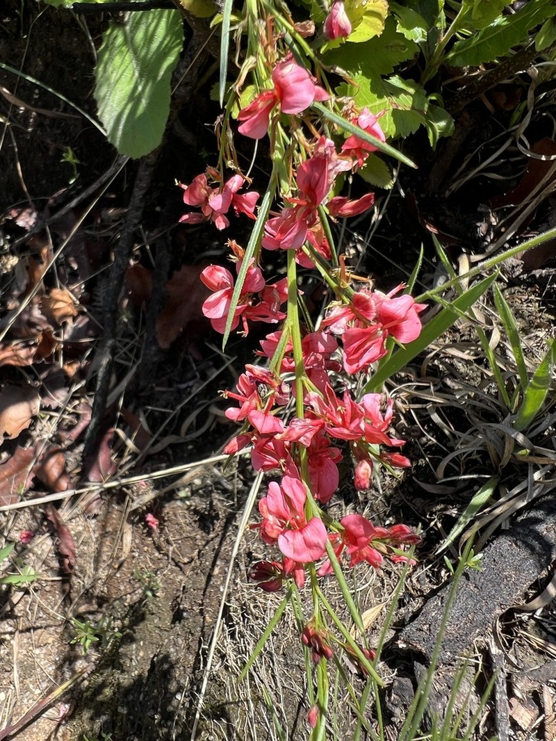Indigofera buchananii photo 6