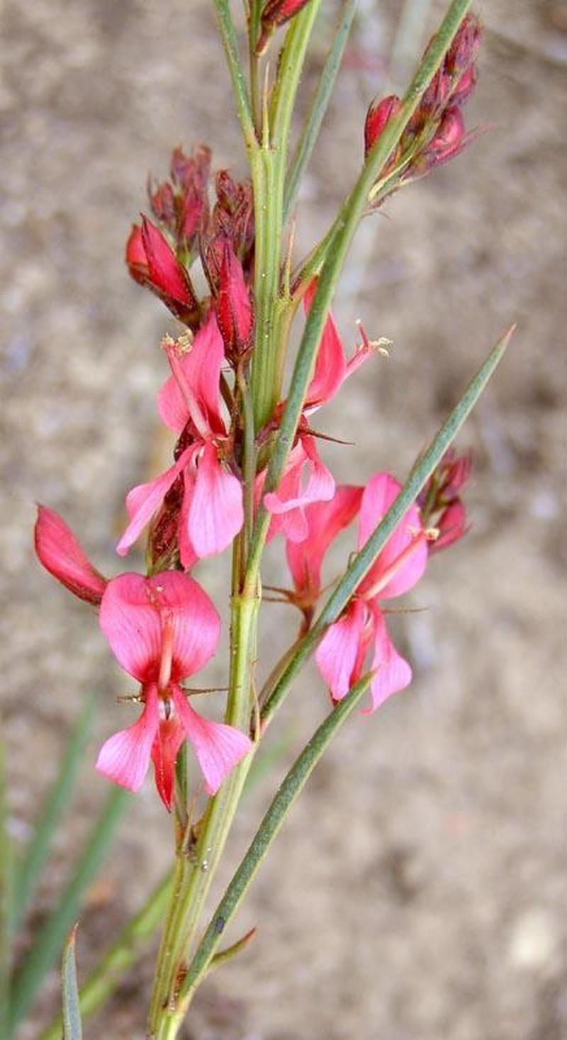 Indigofera buchananii photo 7