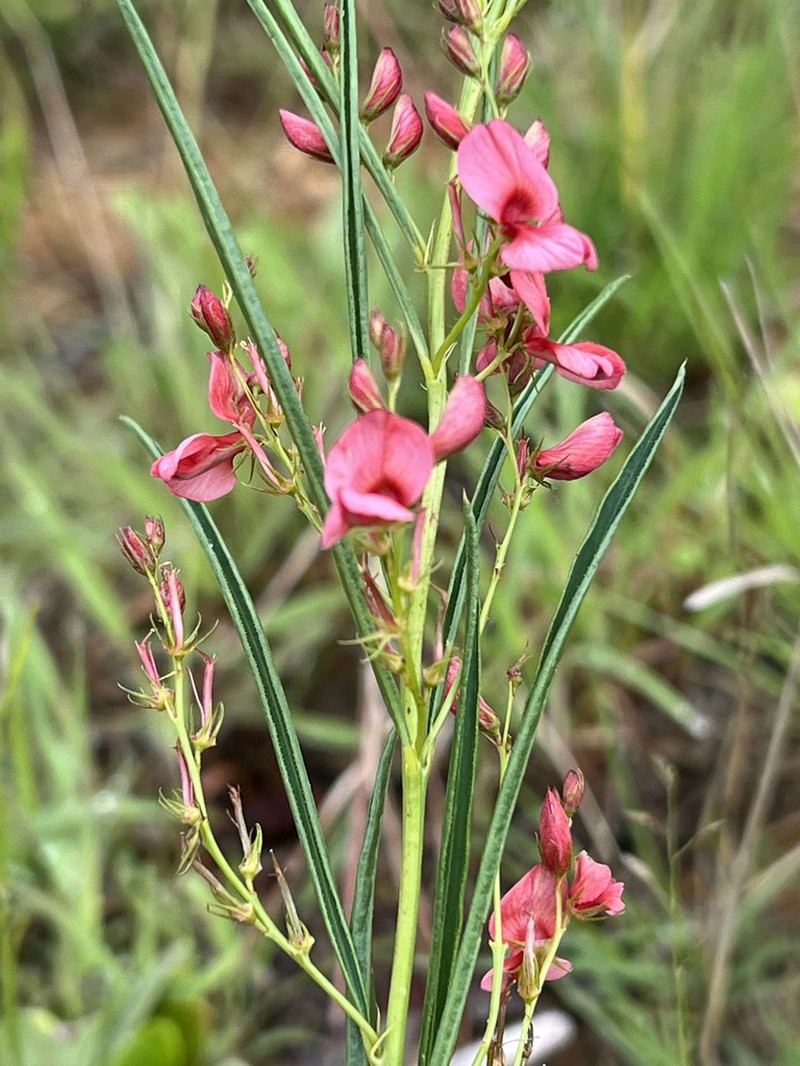Indigofera buchananii photo 8