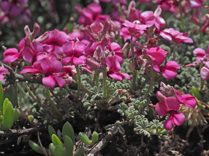Indigofera burchellii