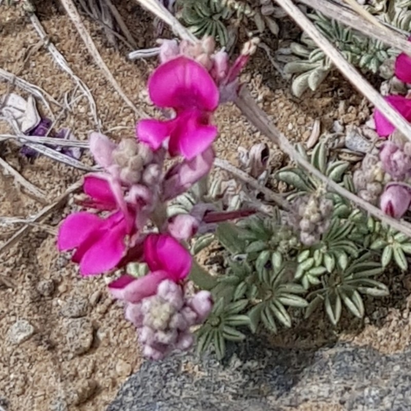 Indigofera burchellii photo 2
