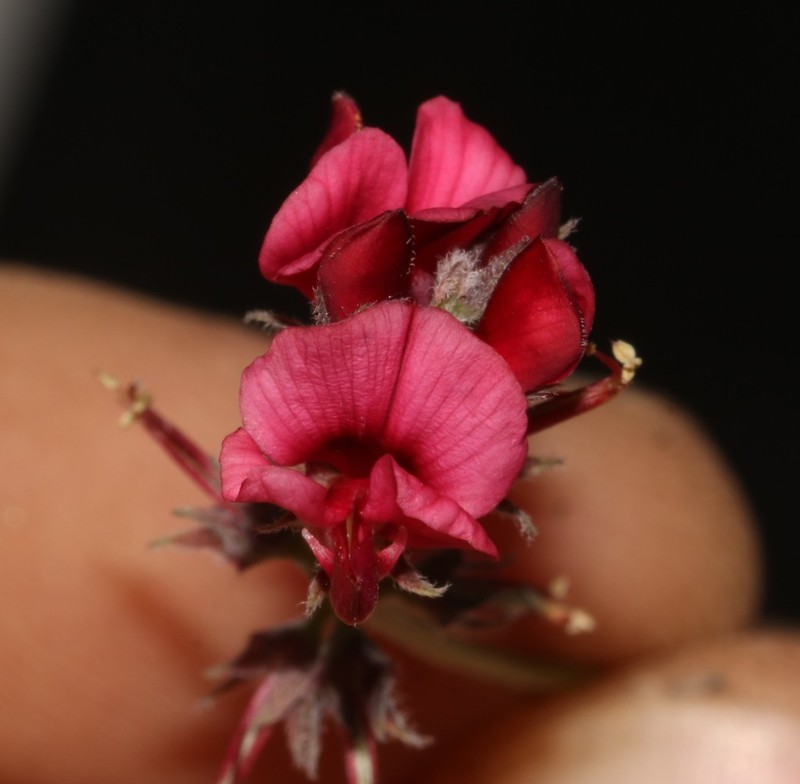 Indigofera burchellii photo 3