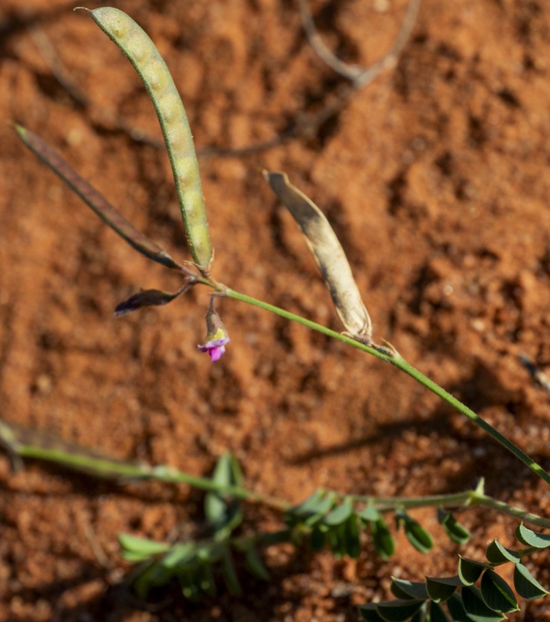 Indigofera burchellii photo 5