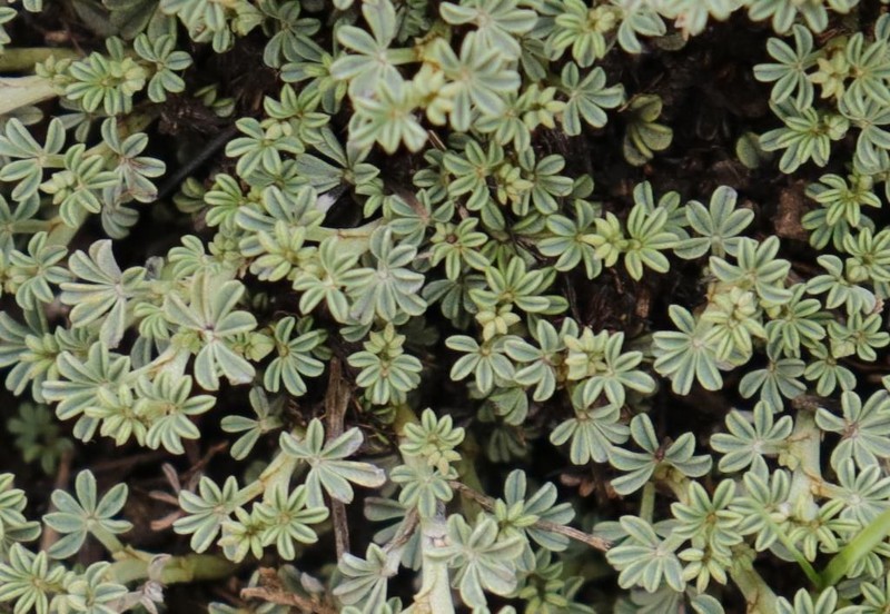 Indigofera burchellii photo 6