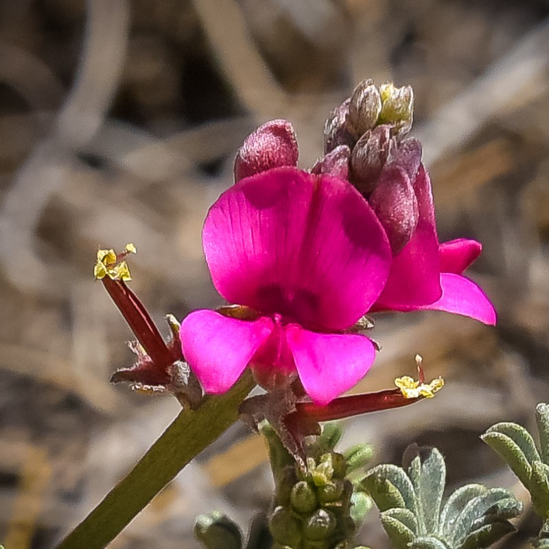 Indigofera burchellii photo 8